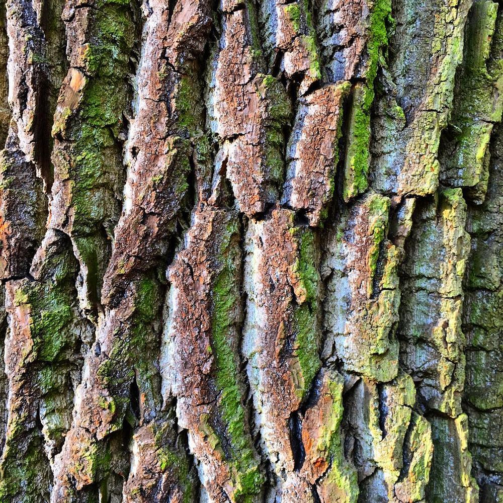 Close-up of furrowed bark with moss and lichen