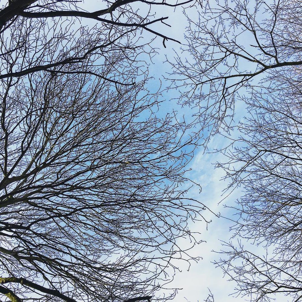 Bare winter branches against a pale blue sky