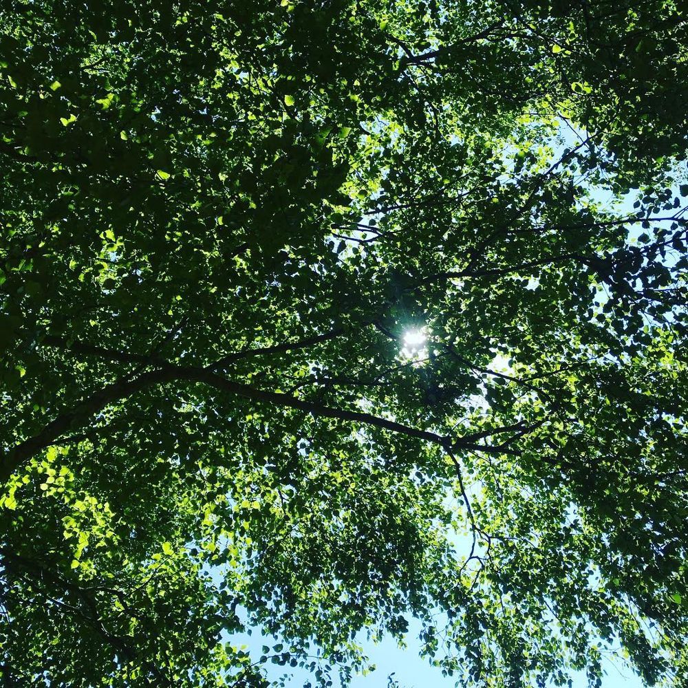 Sunlight through a green forest canopy