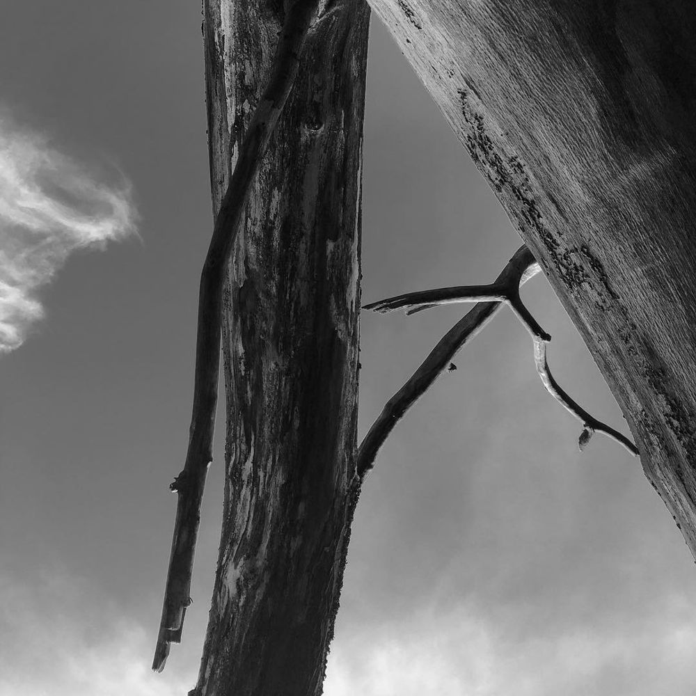 Black and white study of weathered dead trunks