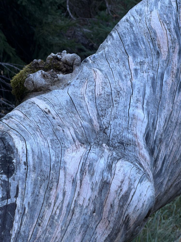 Weathered silver-grey tree trunk with a mossy knot