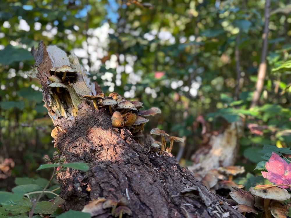 Cluster of fungi on a decaying log in woodland