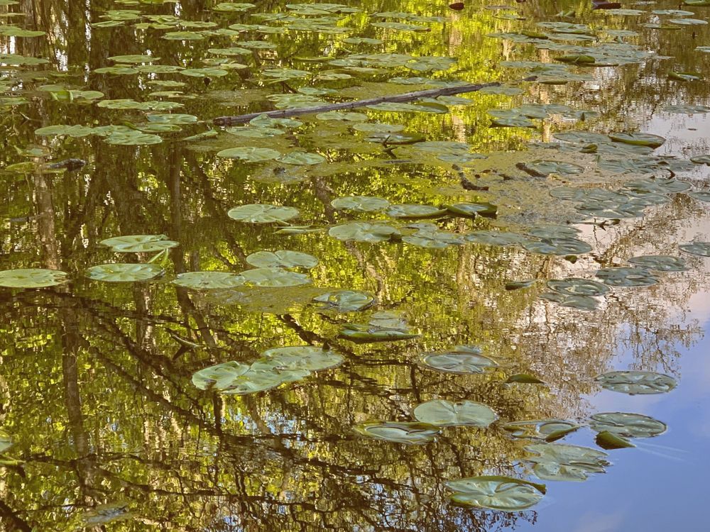 Water lily pads on a pond reflecting trees and sky