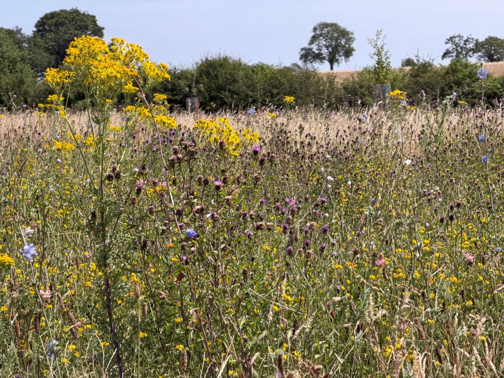Wildflower meadow with yellow ragwort, knapweed and chicory