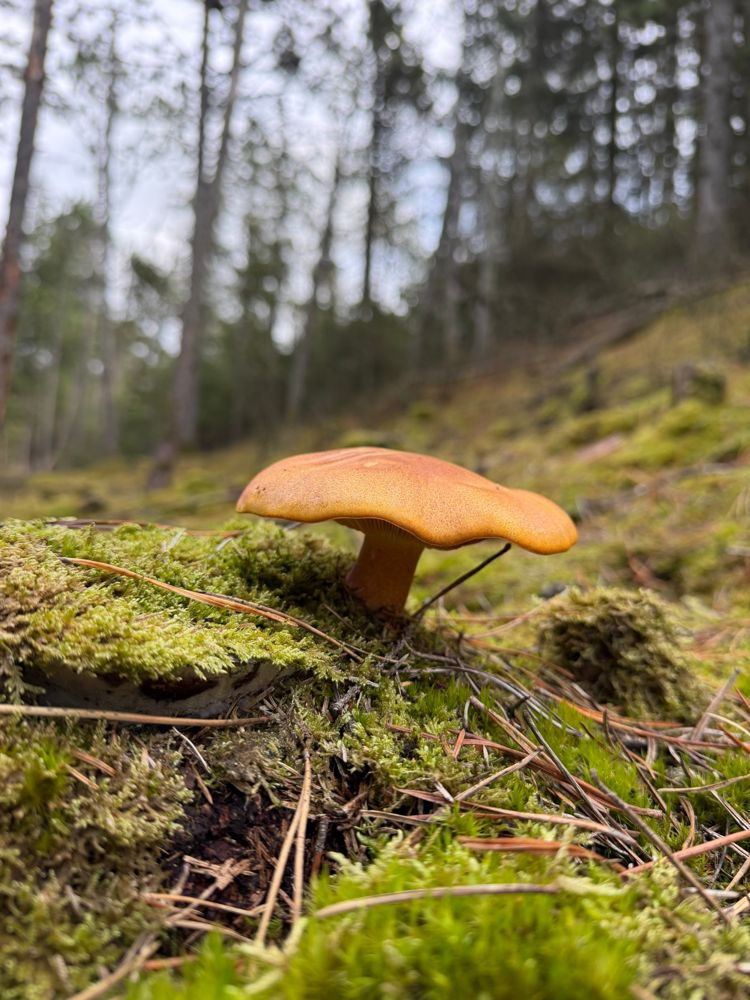 Orange mushroom growing from moss on a pine forest floor