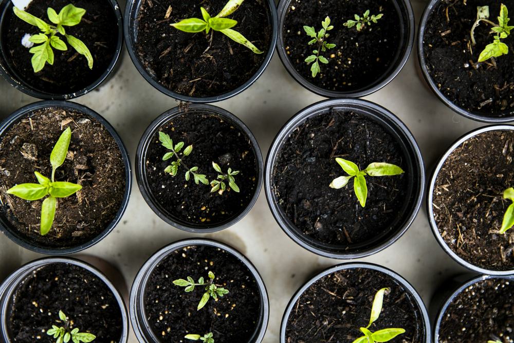 Seedlings in black nursery pots